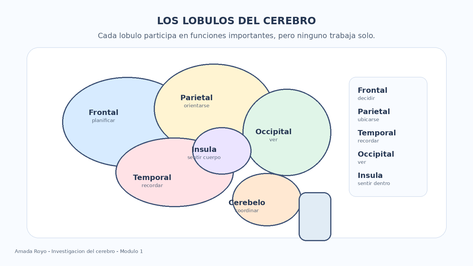Diagrama de los lóbulos del cerebro: Frontal, Parietal, Occipital, Temporal, Ínsula y Cerebelo con sus funciones
