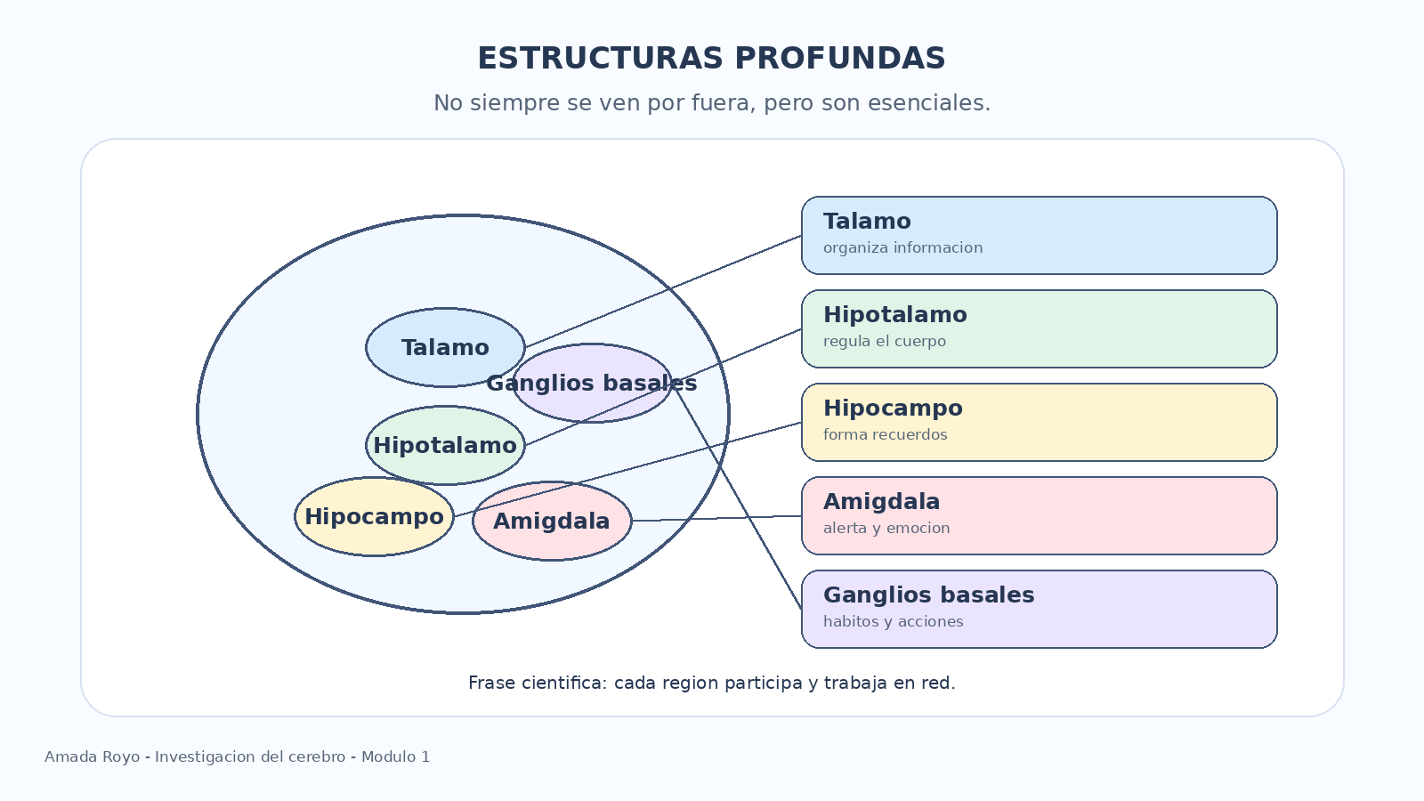 Diagrama de las estructuras profundas del cerebro: Tálamo, Hipotálamo, Hipocampo, Amígdala y Ganglios basales
